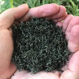 Tea Benefits Overlay